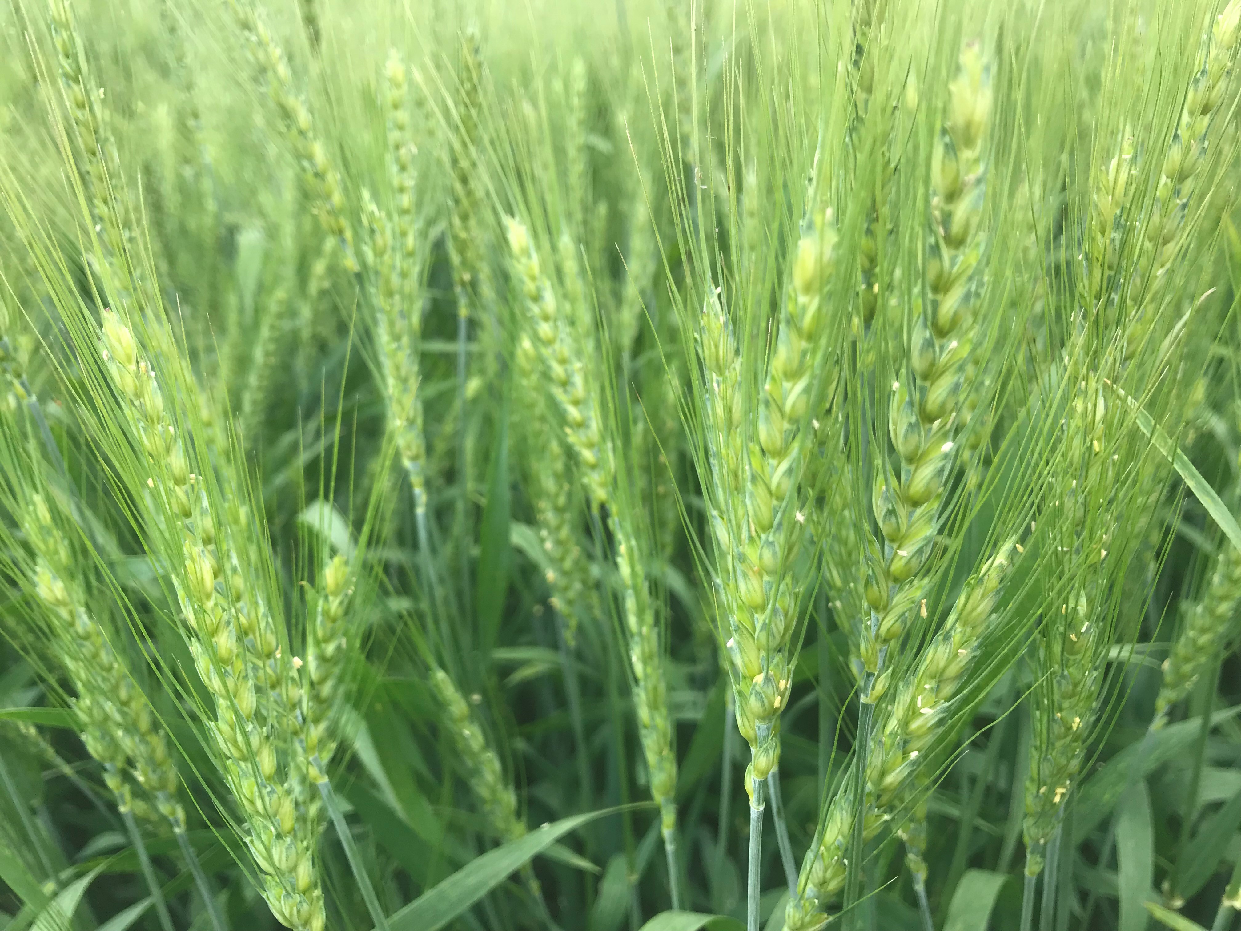 Wheat late flowering